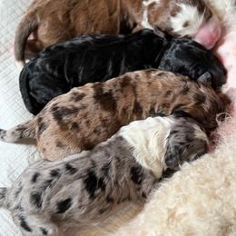 Girl 3 - Chocolate merle female Bernedoodle puppy in Toledo, Ohio from Avery Doodle Day LLC