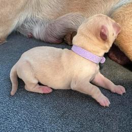 Lilac - Yellow female Labrador Retriever puppy in Rock Hill, South Carolina from North Star Retrievers