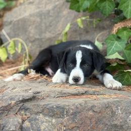 Dude - Black and white male Border Collie puppy in Lakeport, California from Akins Aussies/Wild Rose Ranch