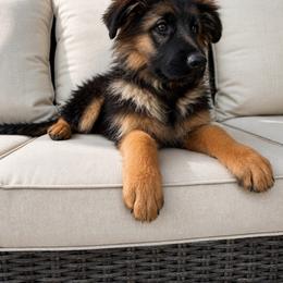 Zara - Black and red female German Shepherd puppy in Herriman, Utah from VMS Shepherds