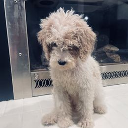 Goldendoodle Puppies from Peachy Pine Goldendoodles