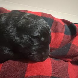 Boy 1 - German Shepherd puppy in Littleton, Colorado from Brisingamen Shepherds