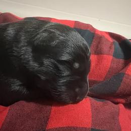 Boy 1 - German Shepherd puppy in Littleton, Colorado from Brisingamen Shepherds