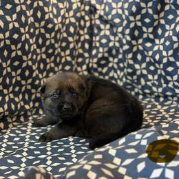 Gold Collar - Sable male German Shepherd puppy in Riverside, California from Von Der Sagobi