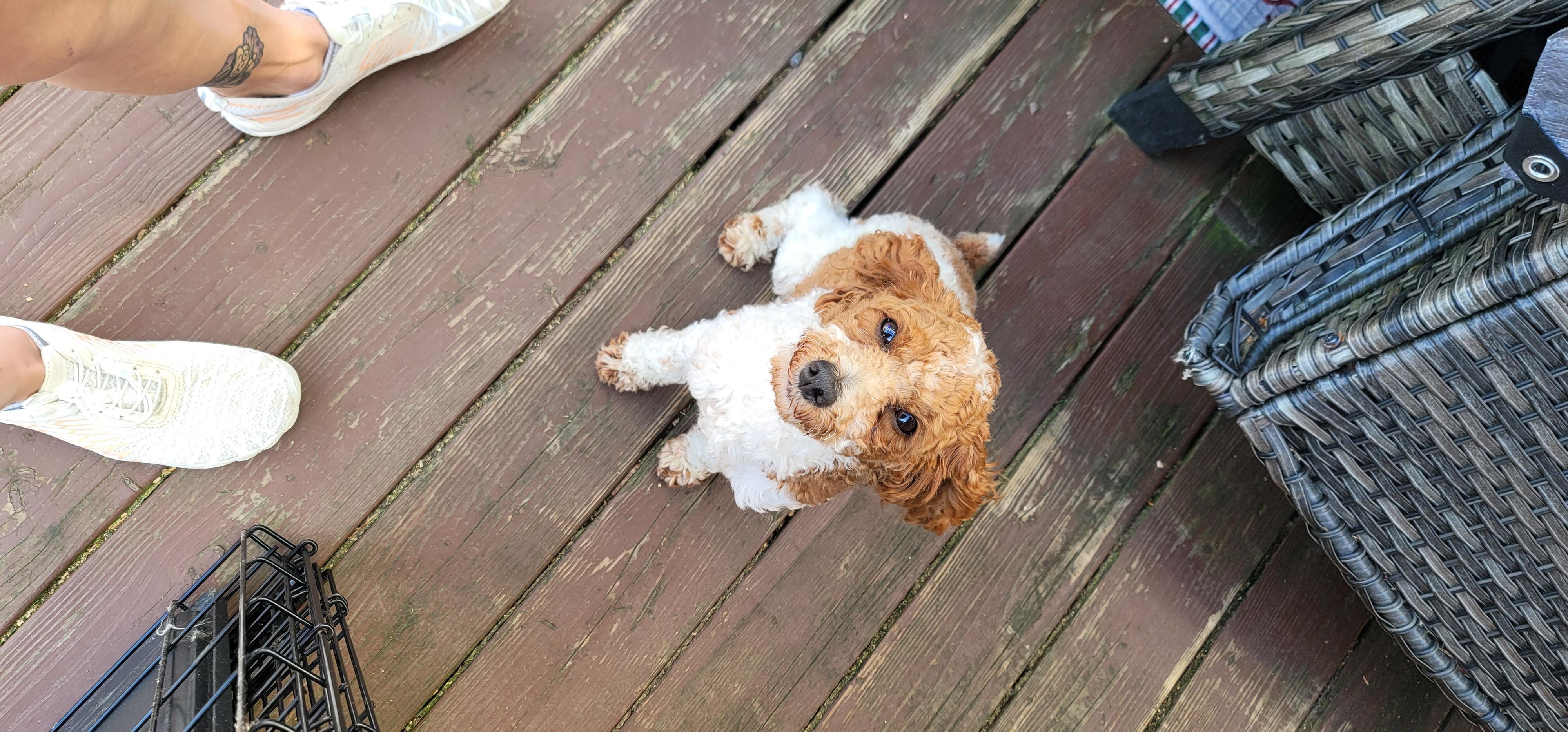 Zeke