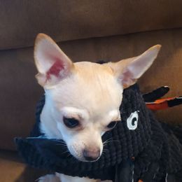 Bailey - Chihuahua