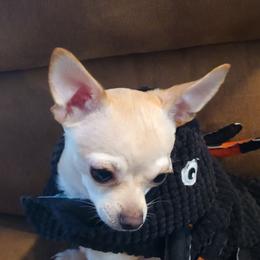 Bailey - Chihuahua