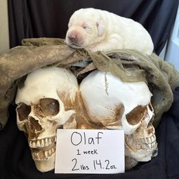 Olaf - Yellow male Labrador Retriever puppy in Braselton, Florida from Cedar Creek Labradors