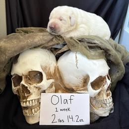 Olaf - Yellow male Labrador Retriever puppy in Braselton, Florida from Cedar Creek Labradors
