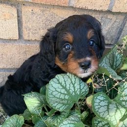 Bernedoodles from Bernedoodles of Utah
