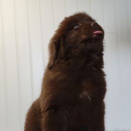 Newfoundland Puppies from Country Road Newfoundlands
