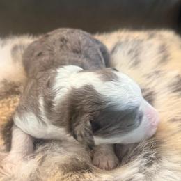 Tate - Merle male Goldendoodle puppy in Knoxville, Tennessee from Graystone Doodles
