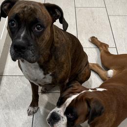 Boxers from Nate & Julia’s Boxers