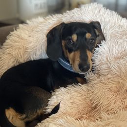 Nash - Dachshund
