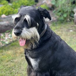Luke - Giant Schnauzer