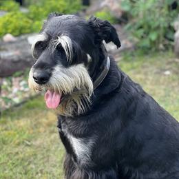 Luke - Giant Schnauzer