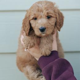 White collar girl - Belle - Red  female Goldendoodle puppy in Duncan, South Carolina from Abner Creek Poodles & Doodles