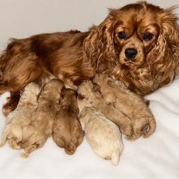 Cavapoo puppies from Woodland poodles and Cavapoos