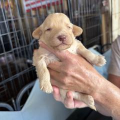 Bernedoodle, Double Doodle, and Saint Berdoodle Puppies from Remington Kennels, LLC