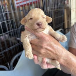 Bernedoodle, Double Doodle, and Saint Berdoodle Puppies from Remington Kennels, LLC