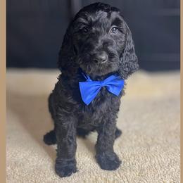 Brew - Black male Goldendoodle puppy in Summerville, South Carolina from Pawmazing Doodles