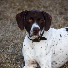 Rico - German Shorthaired Pointer