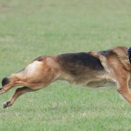 German Shepherds and Miniature Bull Terriers from Romp N' Run Ranch