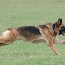 German Shepherds and Miniature Bull Terriers from Romp N' Run Ranch