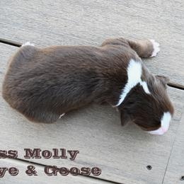 MISS MOLLY - Red tri-color female Miniature American Shepherd puppy in Pasco, Washington from ROCK CREEK LABRADORS Pasco, WA