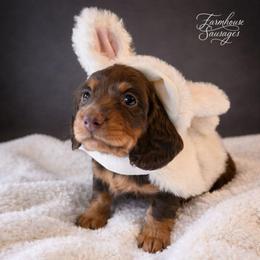 Chocolate Male - Limited AKC - Chocolate and tan male Dachshund puppy in Nashville, Tennessee from Farmhouse Sausages - Located in TN delivers all over US