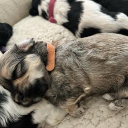 Flareon - Fawn sable male Havanese puppy in Orange, California from Havanese Bragger’s
