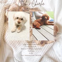 Maltipoo puppies from Pnwfamilydoodles