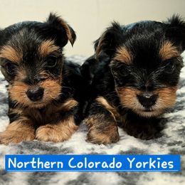Yorkshire Terrier puppies from Northern Colorado Yorkies