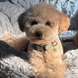 Gigi - Poodle