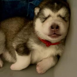 Margaret - Gray and white female Alaskan Malamute puppy in Palmyra, Michigan from Illusion Kennel
