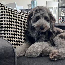 Aussiedoodles from Augie's Aussiedoodles