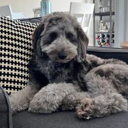 Aussiedoodles from Augie's Aussiedoodles