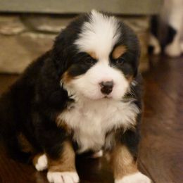 Bernese Mountain Dog Puppies from Willow Tree Berners