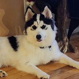 XENA - Siberian Husky