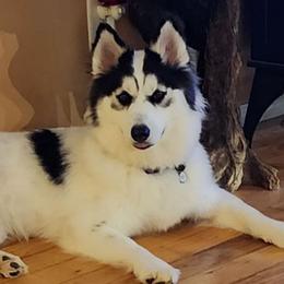 XENA - Siberian Husky