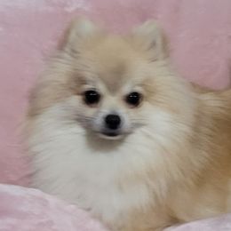 SADIE - Pomeranian
