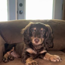 Sage - Dachshund