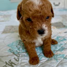 Woody - Apricot male Goldendoodle puppy in Pensacola, Florida from Goldendoodles Love You in Pensacola Friend Edition