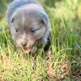 Orange - Dilute red male Australian Shepherd puppy in Iola, Texas from MK Aussies