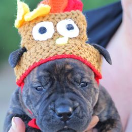 Purple Collar Girl - Brindle female Boerboel puppy in Lubbock, Texas from Bushido Boerboels