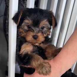 Francia - Blue and gold female Yorkshire Terrier puppy in Fort Myers, Florida from Katherine’s Yorkies and Poodles