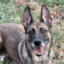 Belgian Malinois from Iron Ram Working Dogs