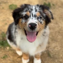 Harley - Australian Shepherd