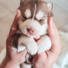 Vela - Red and white female Siberian Husky puppy in Bly, Oregon from Hill Top Huskies