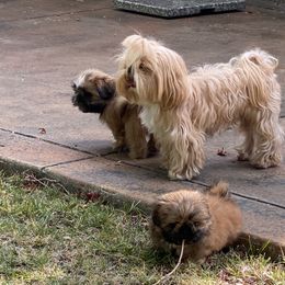 Shih Tzu Puppies from Once in a Lifetime Shih Tzu